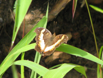03 Papillon A Kpalime